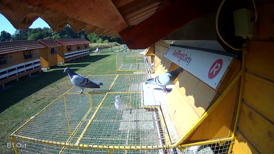 Pigeon Arrival Image For Race Race 2