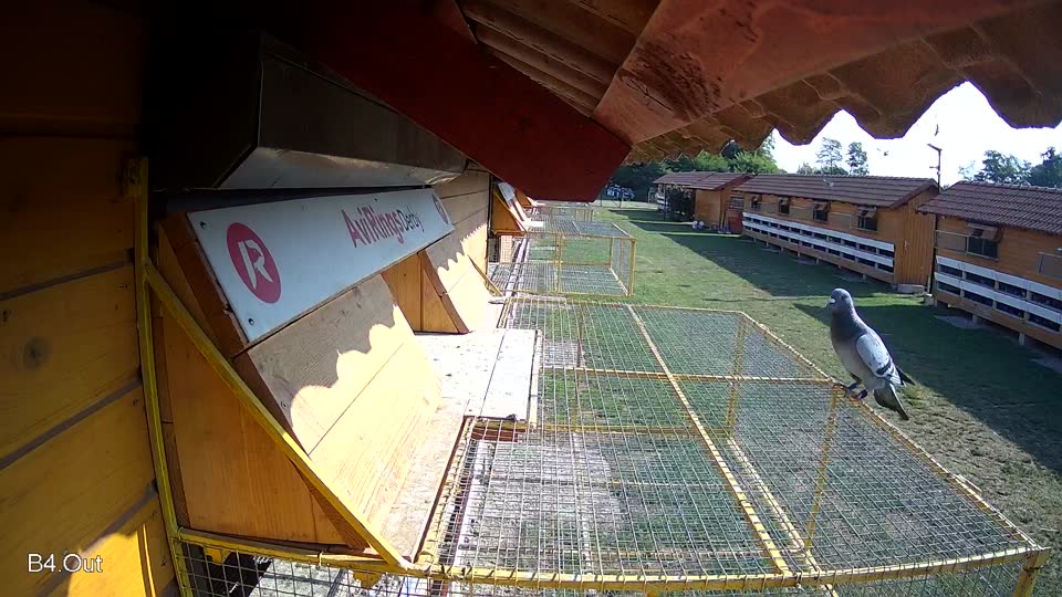 Pigeon Arrival Image For Race Race 1