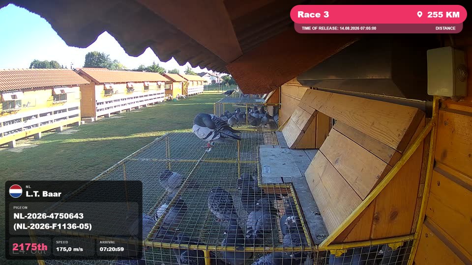 Pigeon Arrival Image For Race Race 3