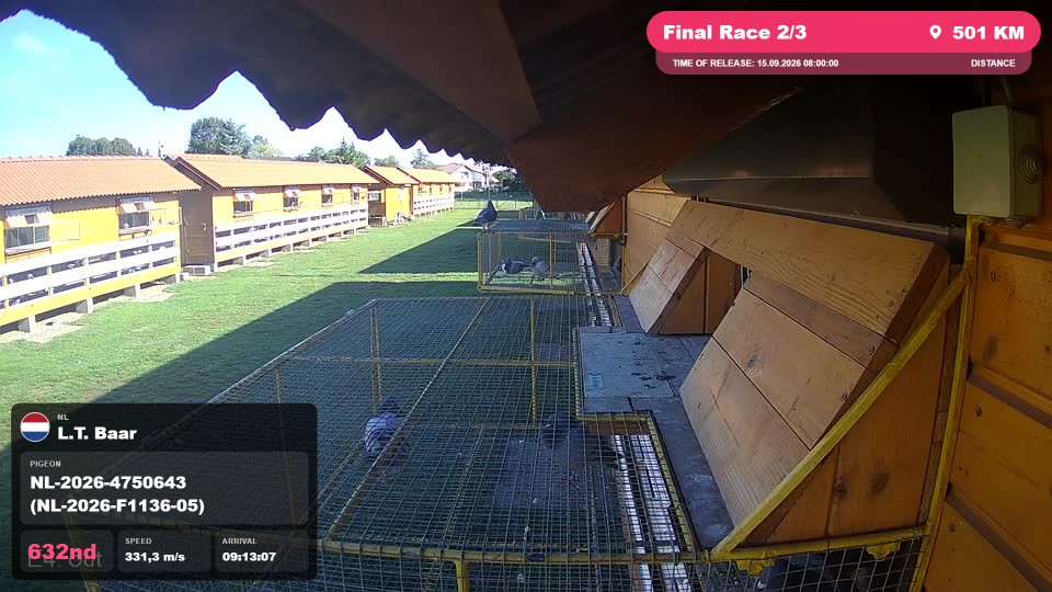 Pigeon Arrival Image For Race Final Race 2/3