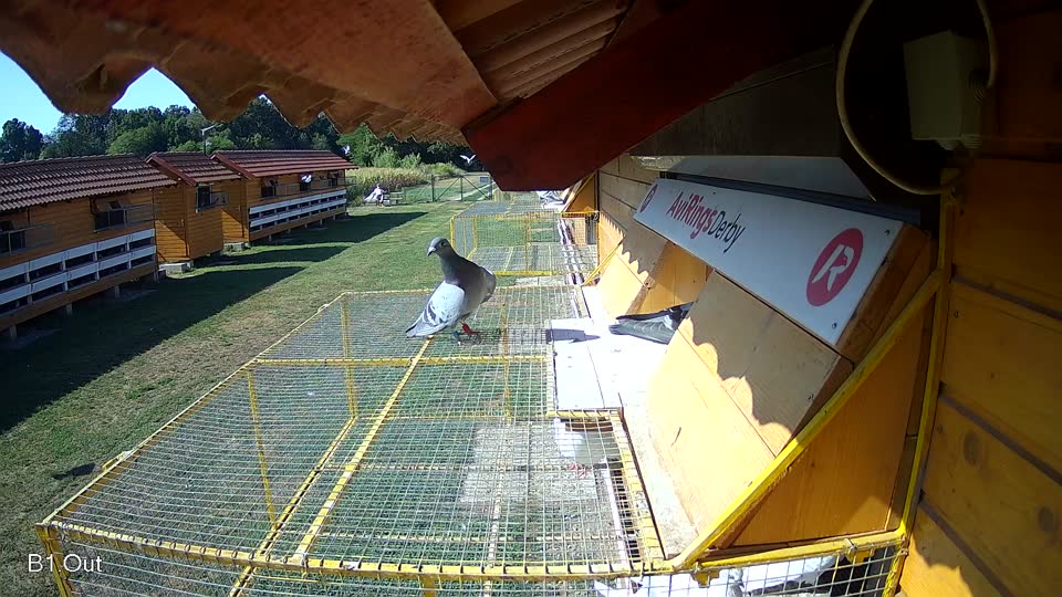 Pigeon Arrival Image For Race Race 2