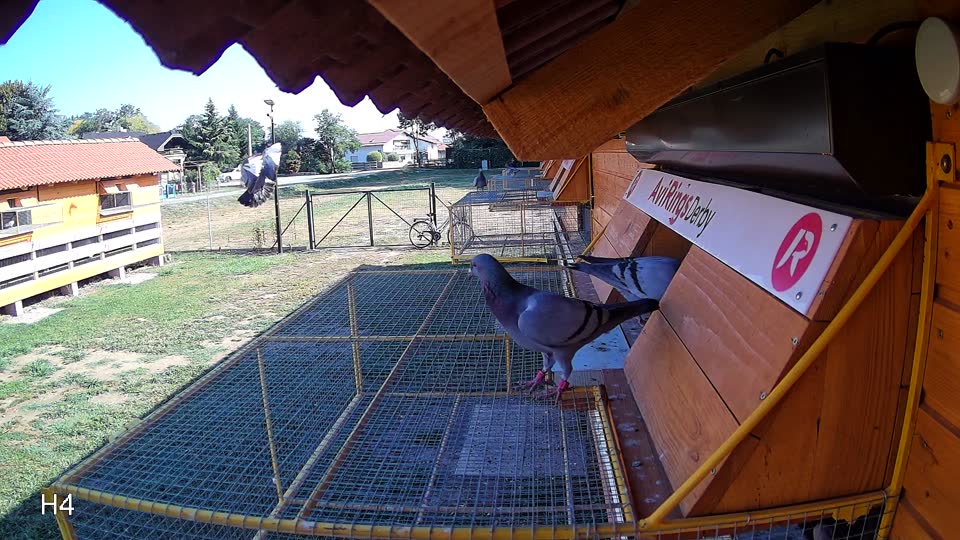 Pigeon Arrival Image For Race Race 2