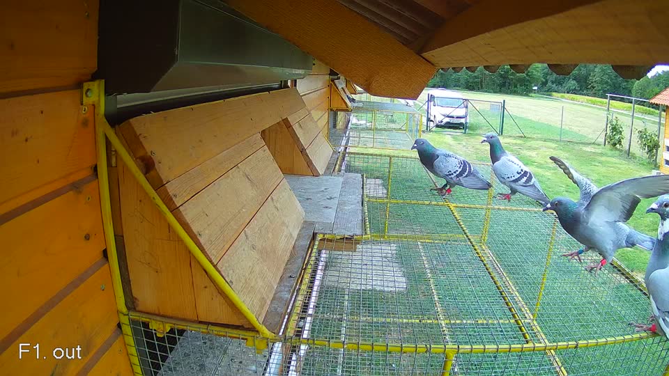 Pigeon Arrival Image For Race Race 4