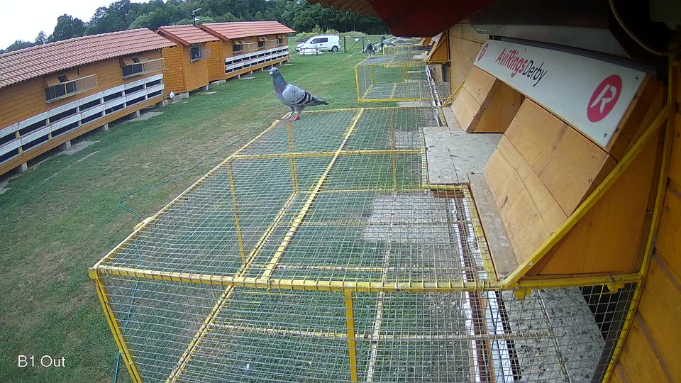 Pigeon Arrival Image For Race Race 3