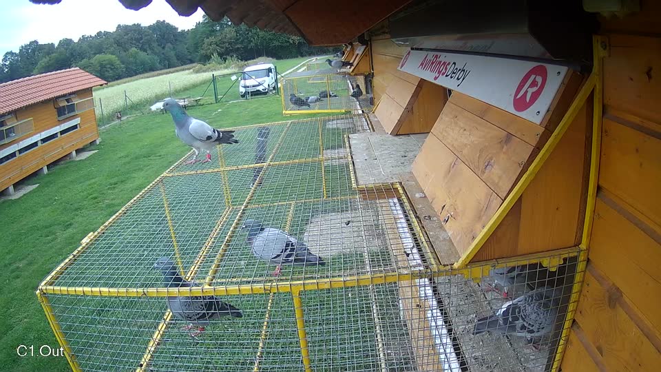 Pigeon Arrival Image For Race Final race 1