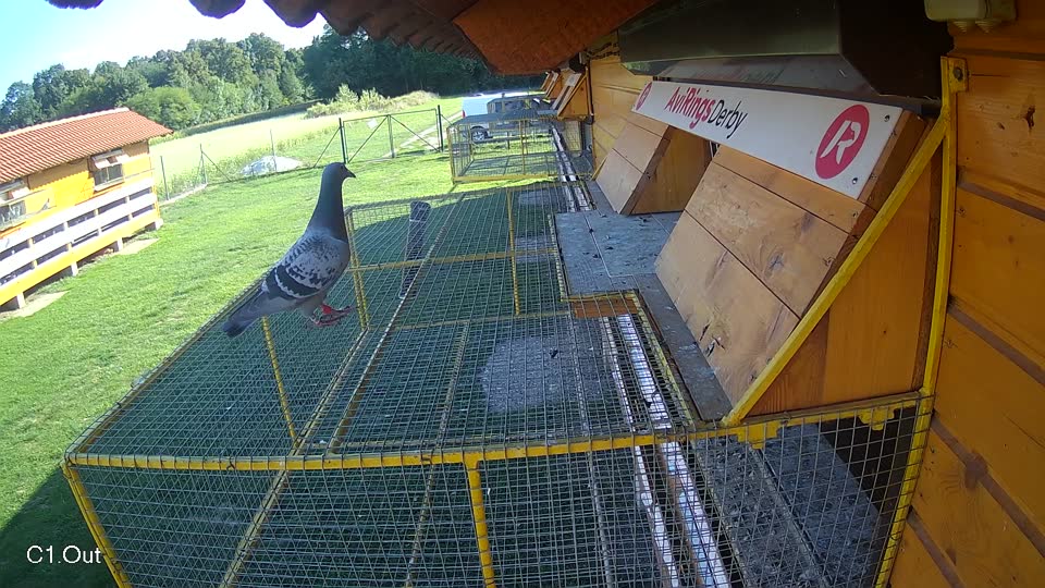Pigeon Arrival Image For Race Race 6