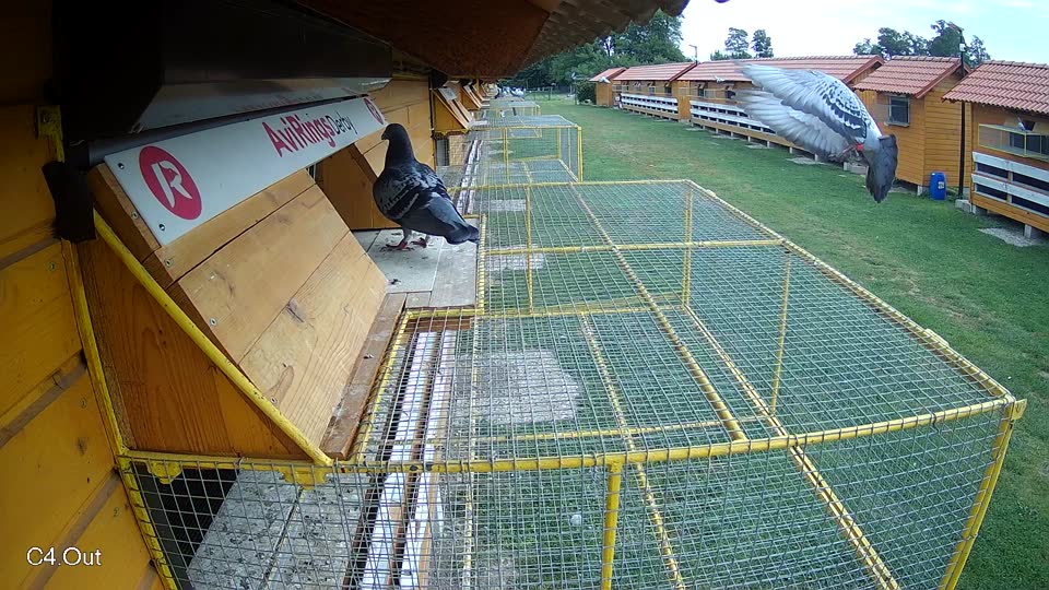 Pigeon Arrival Image For Race Race 3
