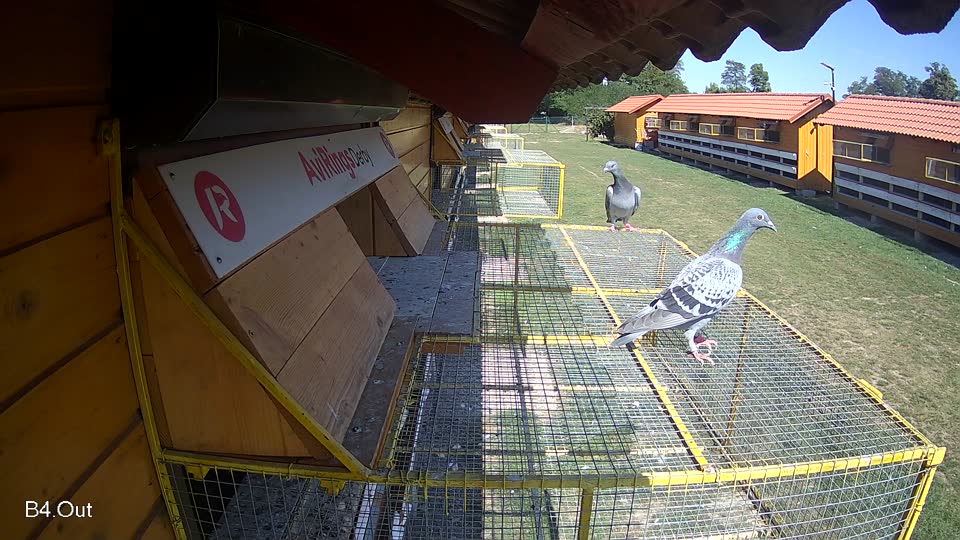 Pigeon Arrival Image For Race Race 5