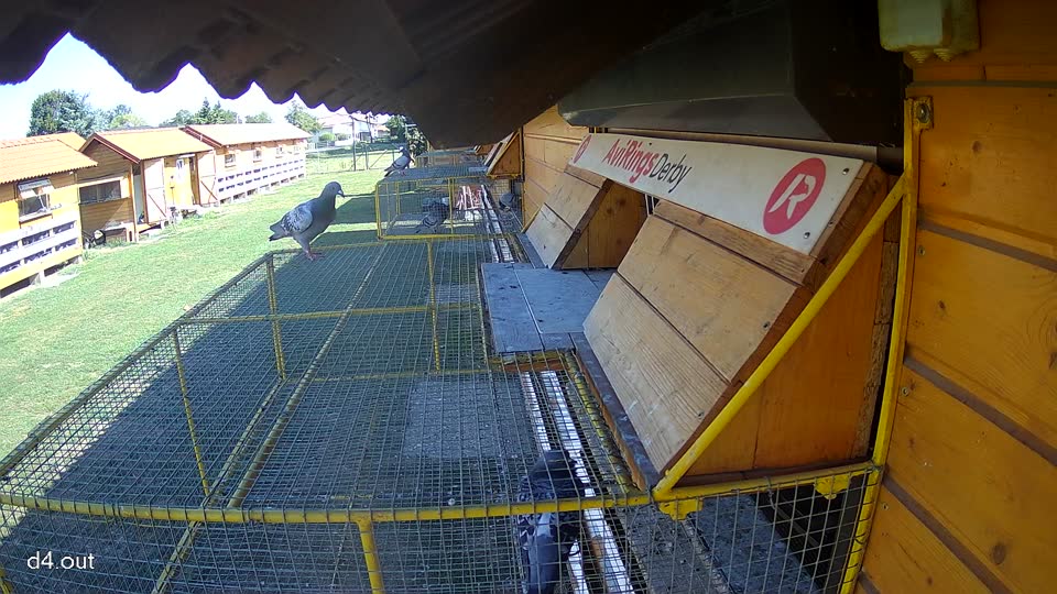 Pigeon Arrival Image For Race Race 5