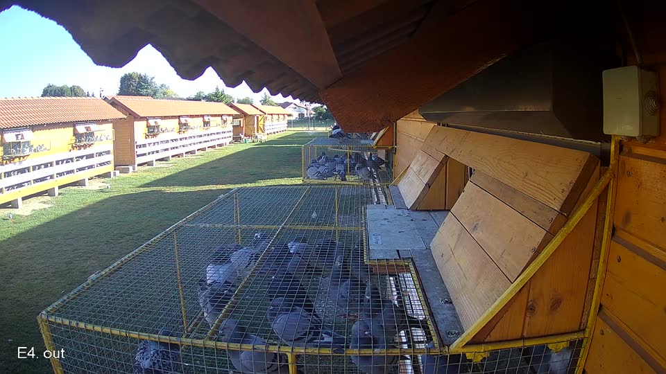 Pigeon Arrival Image For Race Race 3