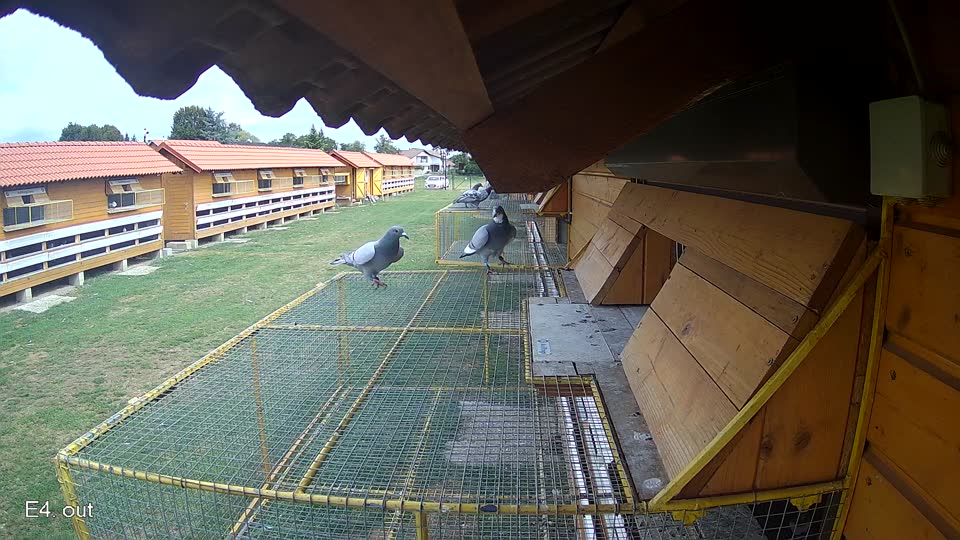 Pigeon Arrival Image For Race Race 4