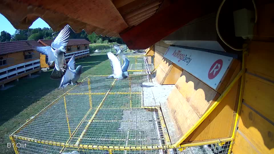 Pigeon Arrival Image For Race Race 1