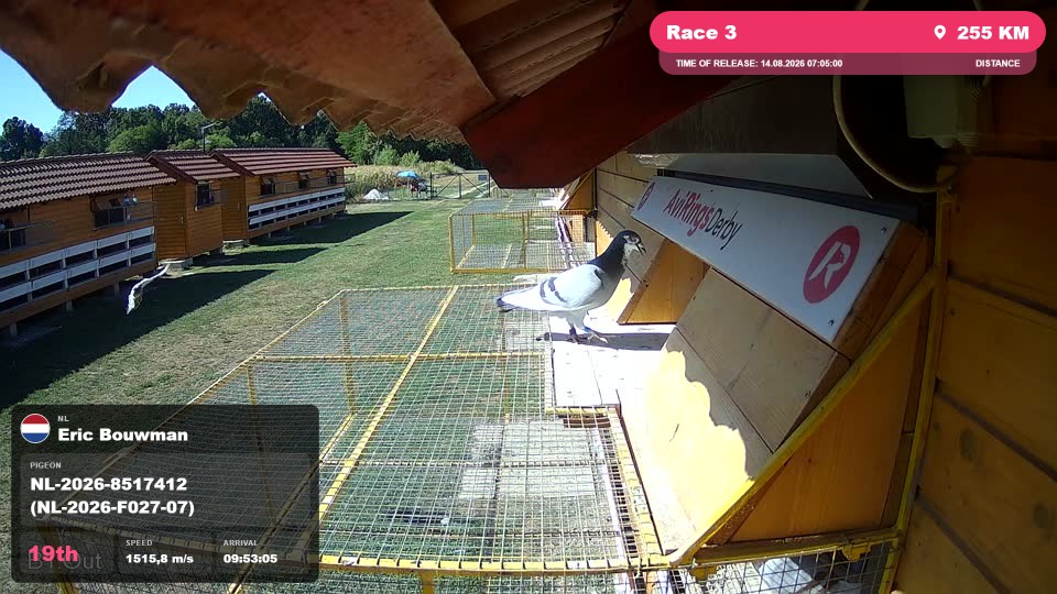 Pigeon Arrival Image For Race Race 3