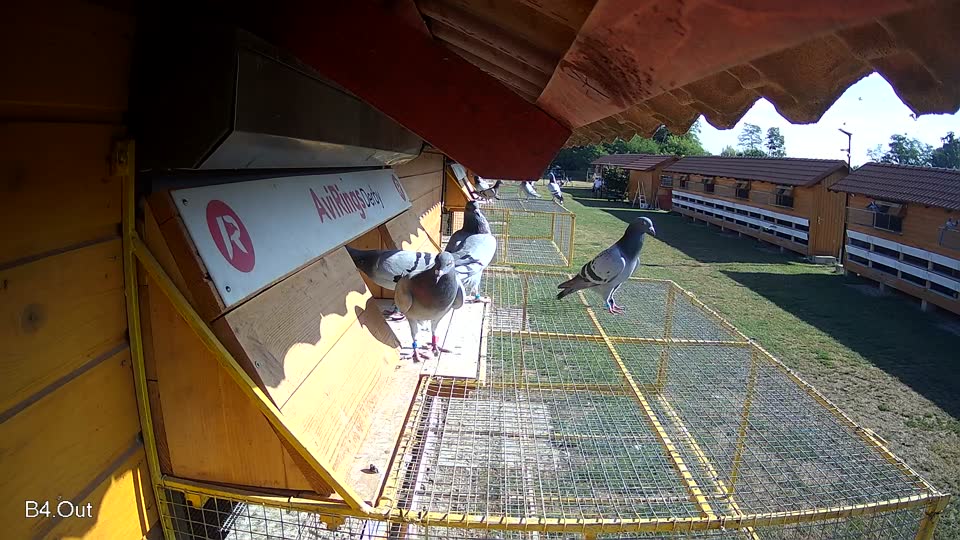 Pigeon Arrival Image For Race Race 2
