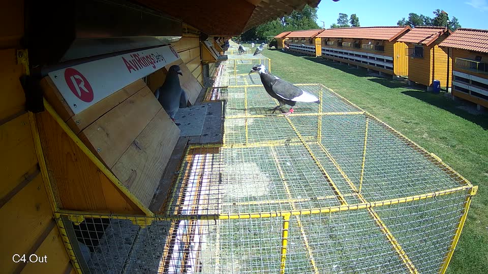 Pigeon Arrival Image For Race Race 5