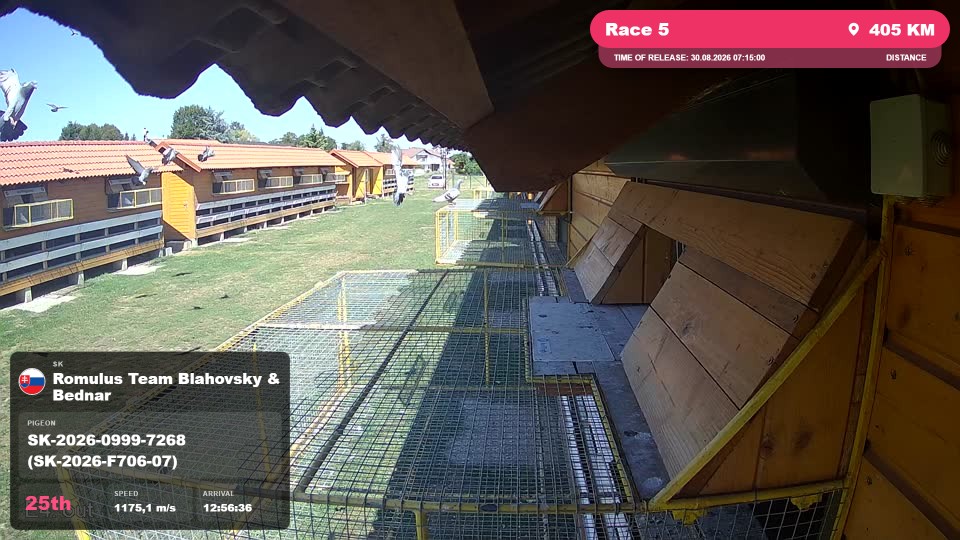 Pigeon Arrival Image For Race Race 5