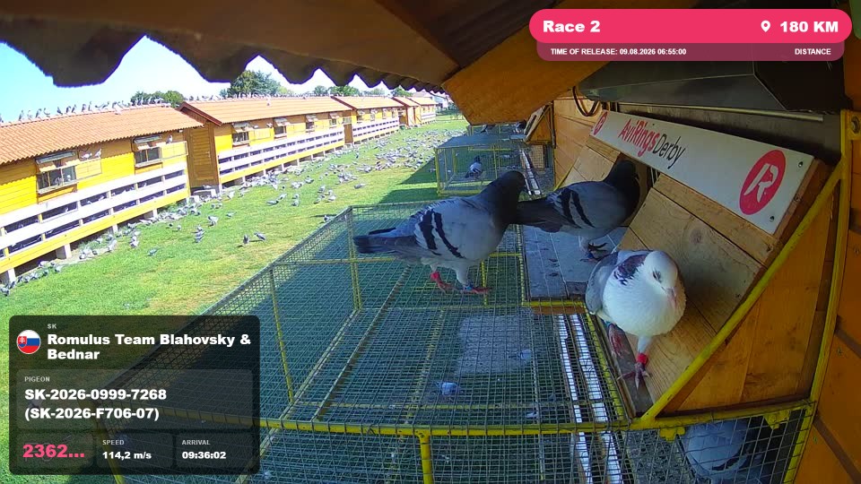 Pigeon Arrival Image For Race Race 2