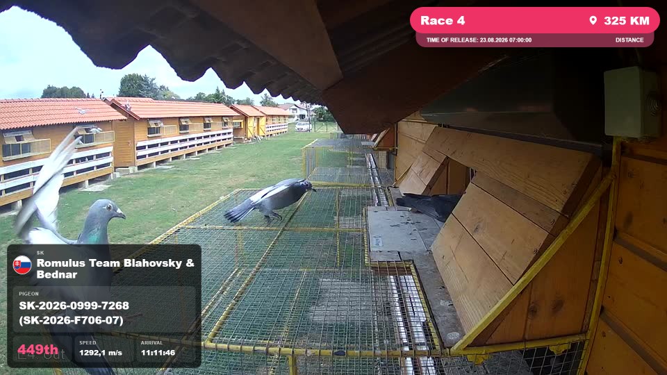 Pigeon Arrival Image For Race Race 4