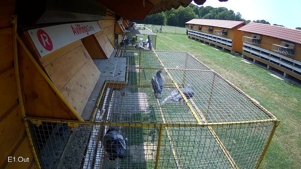 Pigeon Arrival Image For Race Race 3