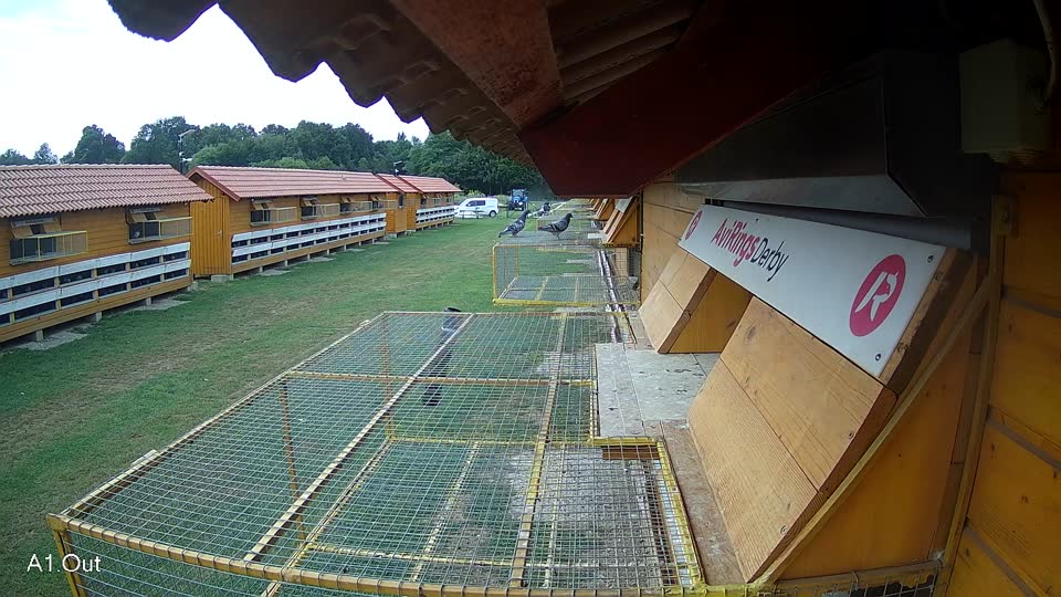 Pigeon Arrival Image For Race Race 3