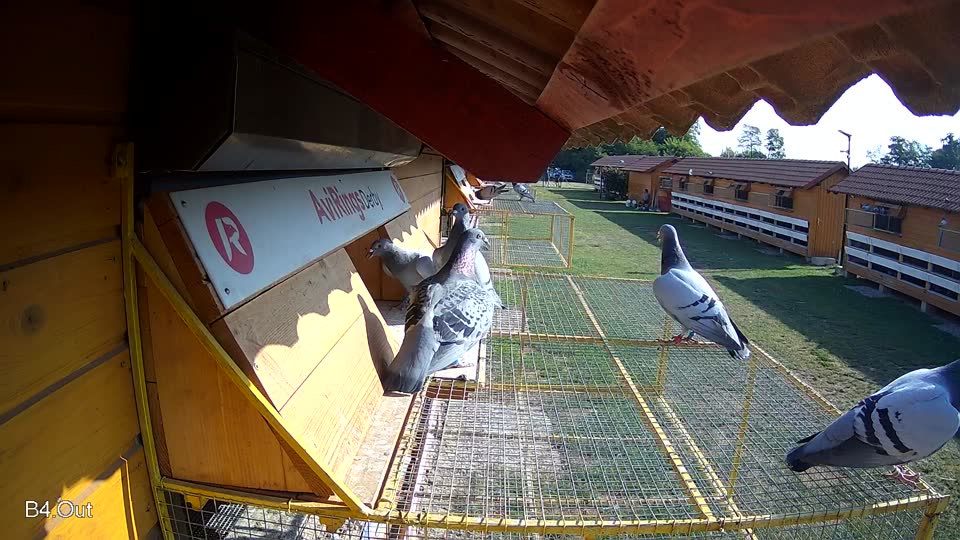 Pigeon Arrival Image For Race Race 1