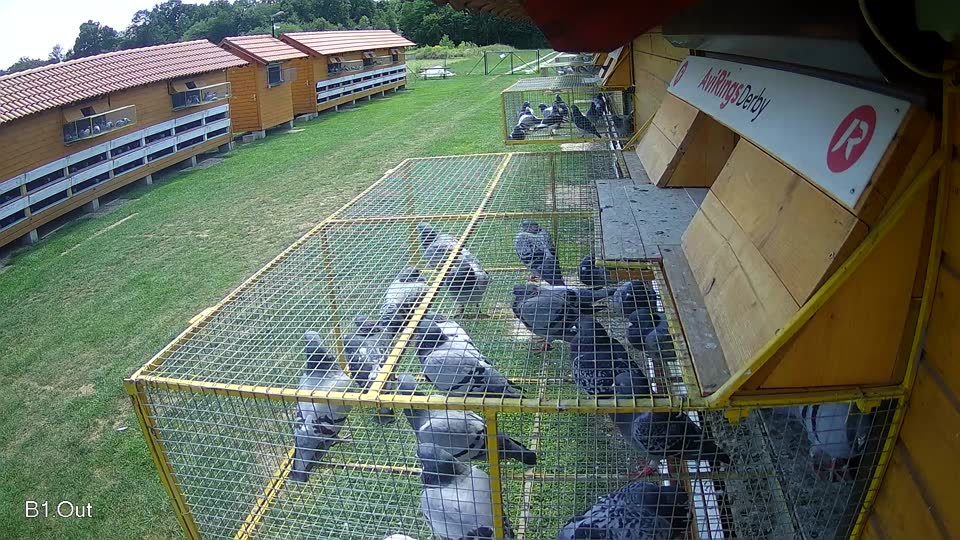 Pigeon Arrival Image For Race Race 2