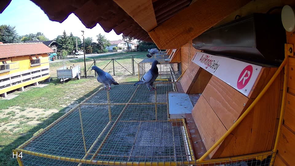 Pigeon Arrival Image For Race Race 1