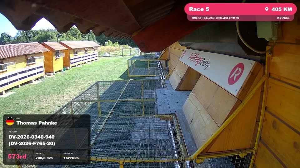 Pigeon Arrival Image For Race Race 5