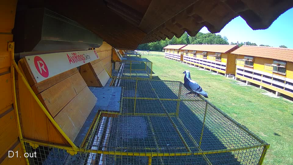 Pigeon Arrival Image For Race Race 3