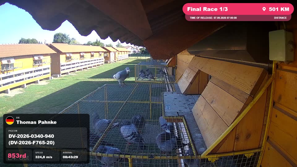Pigeon Arrival Image For Race Final Race 1/3