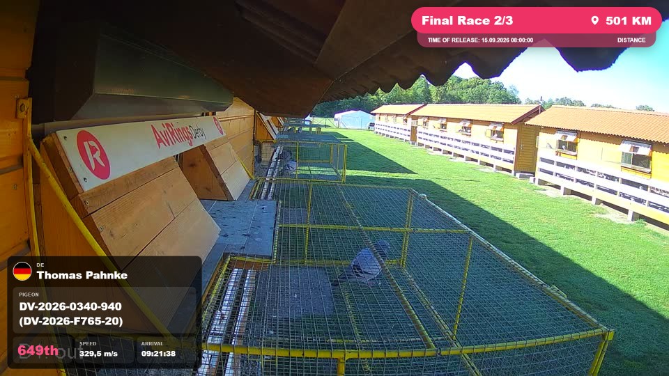 Pigeon Arrival Image For Race Final Race 2/3