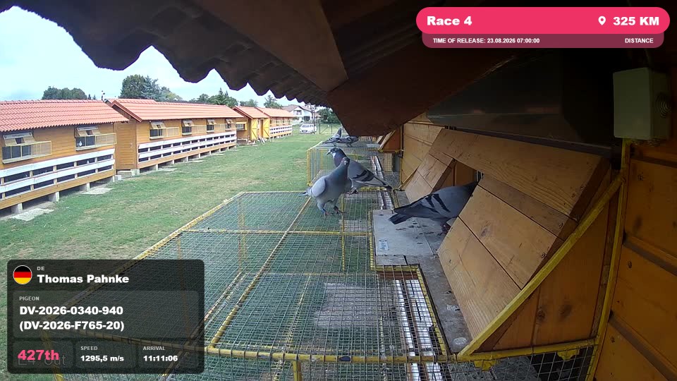 Pigeon Arrival Image For Race Race 4