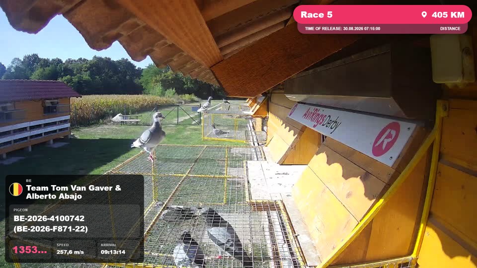 Pigeon Arrival Image For Race Race 5