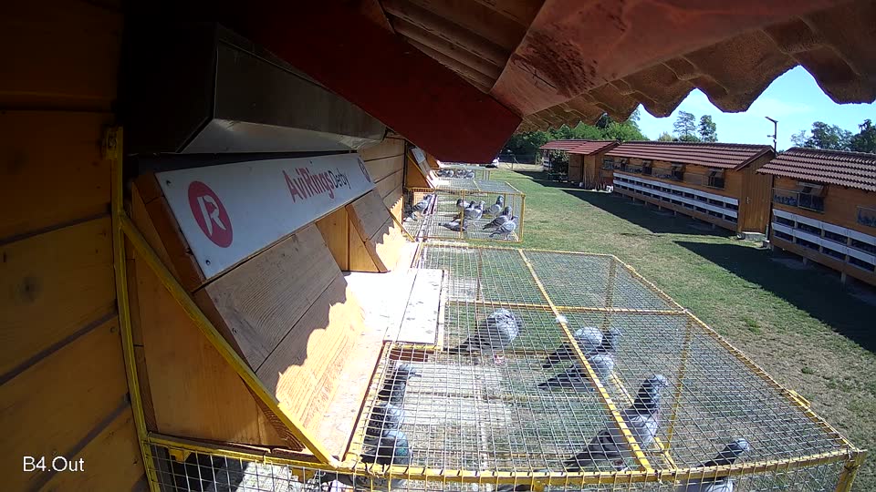 Pigeon Arrival Image For Race Race 3