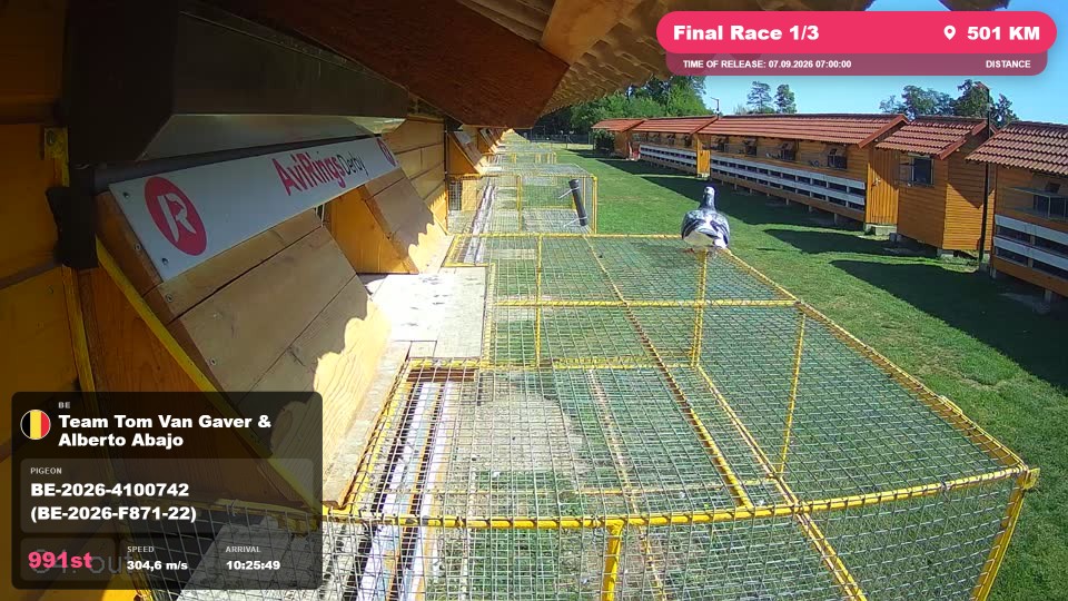 Pigeon Arrival Image For Race Final Race 1/3