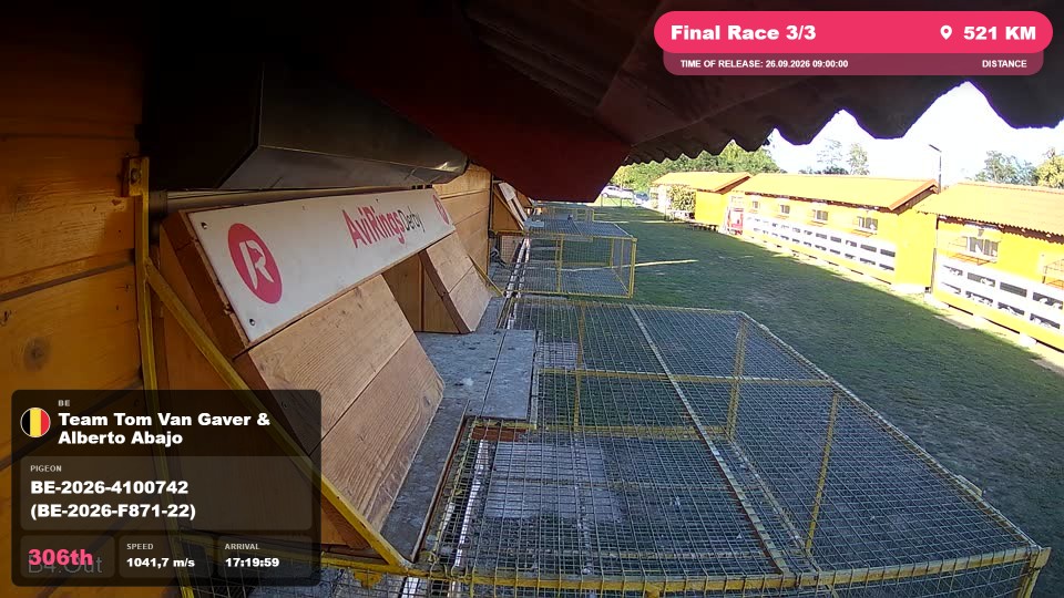 Pigeon Arrival Image For Race Final Race 3/3