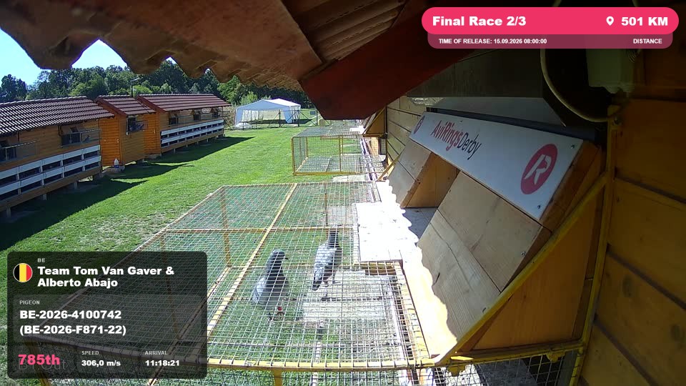 Pigeon Arrival Image For Race Final Race 2/3