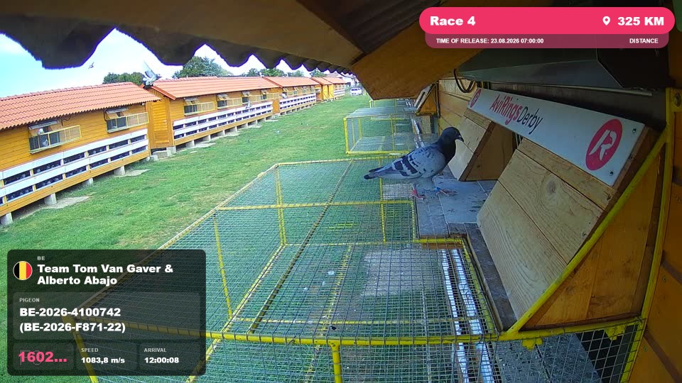 Pigeon Arrival Image For Race Race 4