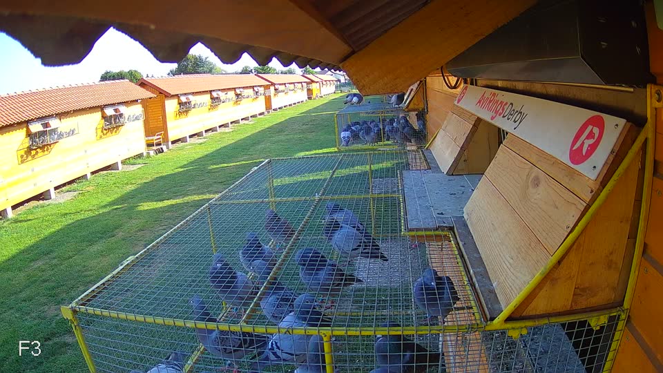 Pigeon Arrival Image For Race Race 1