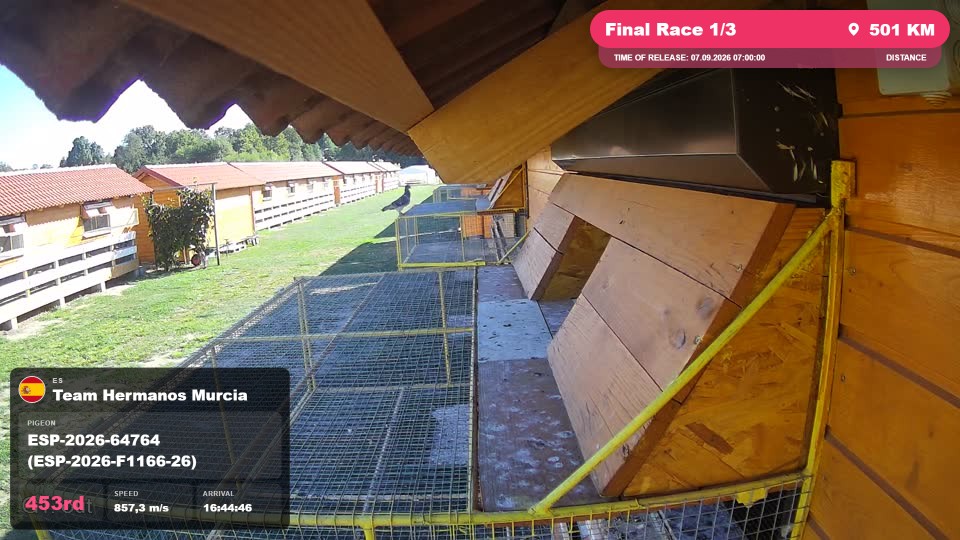 Pigeon Arrival Image For Race Final Race 1/3