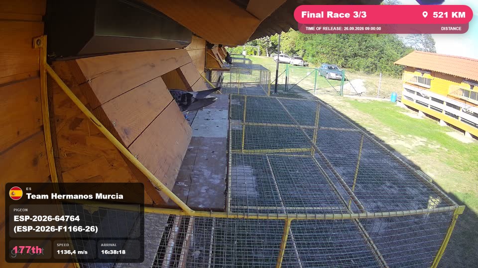 Pigeon Arrival Image For Race Final Race 3/3