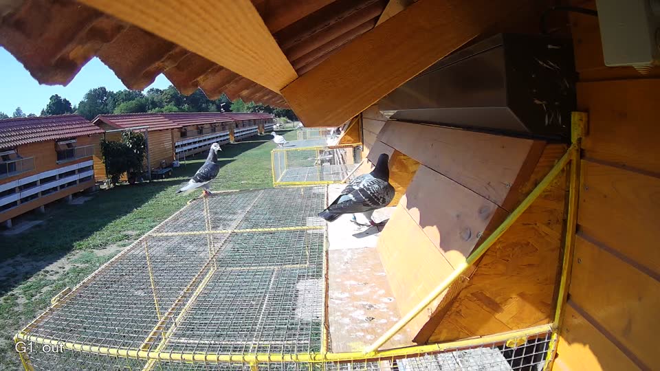 Pigeon Arrival Image For Race Race 2