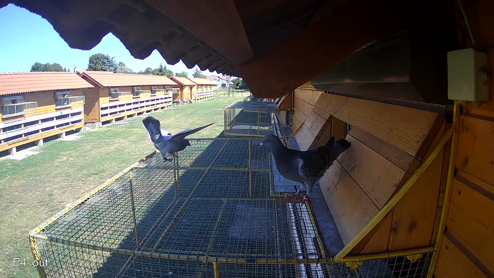 Pigeon Arrival Image For Race Race 3