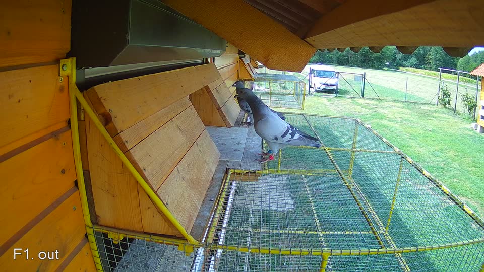 Pigeon Arrival Image For Race Race 4