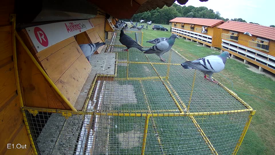 Pigeon Arrival Image For Race Race 3