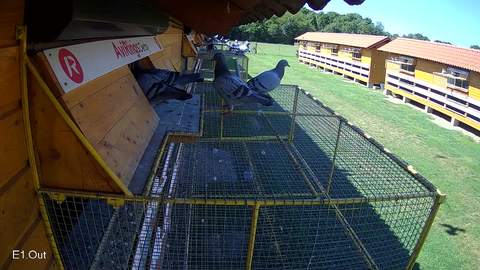 Pigeon Arrival Image For Race Race 2
