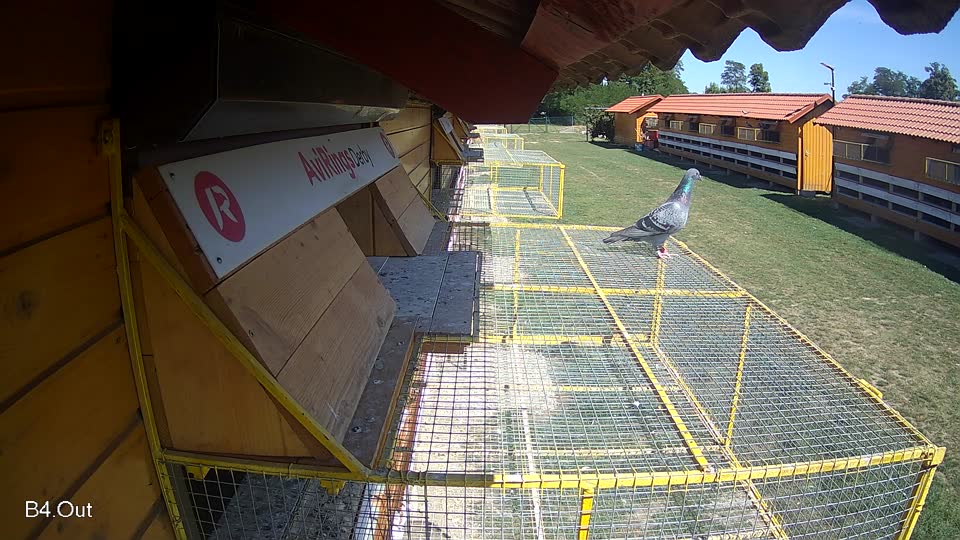 Pigeon Arrival Image For Race Race 5
