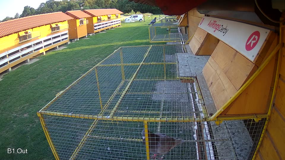 Pigeon Arrival Image For Race Race 6
