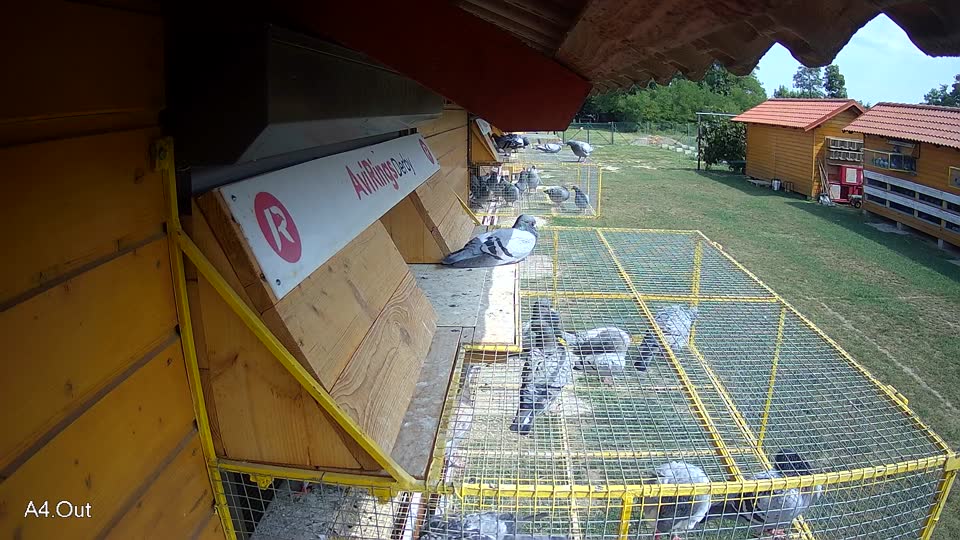 Pigeon Arrival Image For Race Race 4