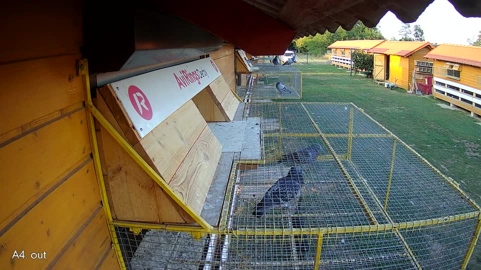 Pigeon Arrival Image For Race Race 5